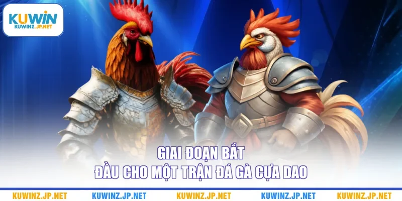 Đá Gà Cựa Dao - Những Mẹo Đặt Cược Hữu Ích Từ Chuyên Gia 2 Giai đoạn bắt đầu cho một trận đá gà cựa dao